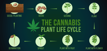 Life cycle of cannabis