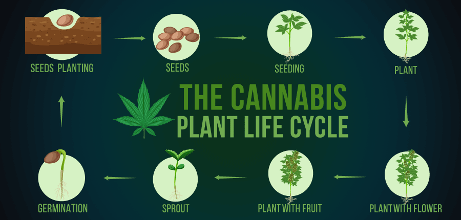 Life cycle of cannabis