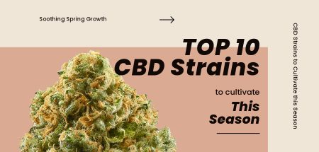 Top 10 CBD Strains