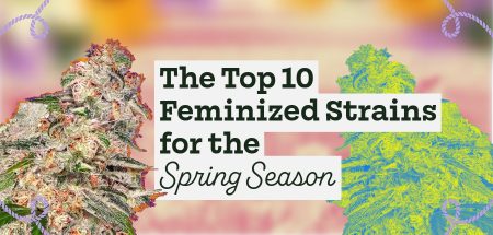Top 10 Feminized Strains