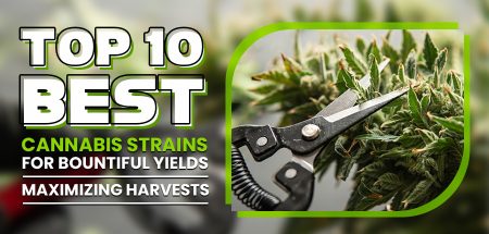 Top 10 Best Cannabis Strains