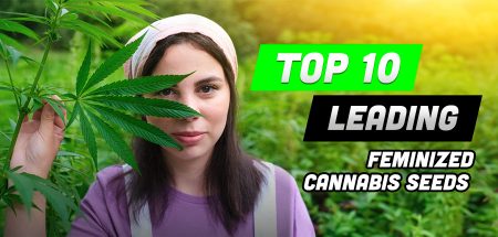 The 10 Leading Feminized Cannabis Seeds: Championing Female Growers