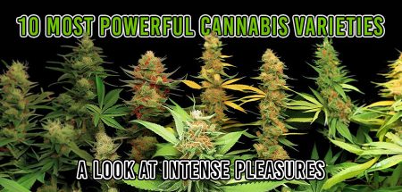 10 Most Powerful Cannabis Varieties