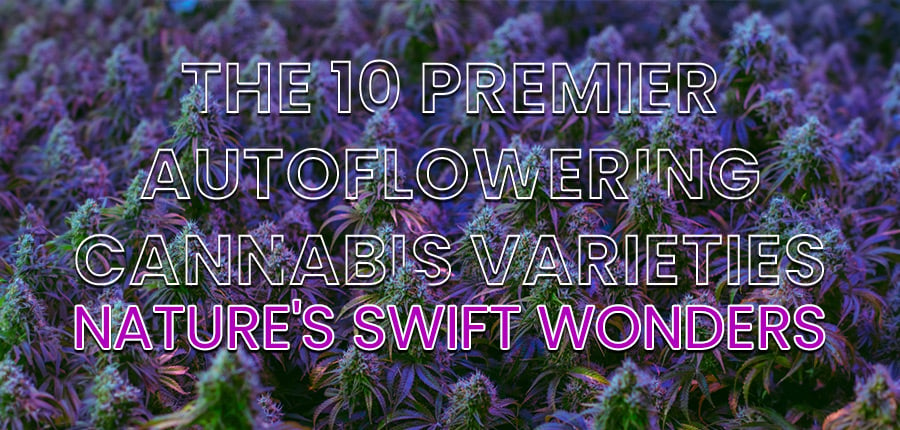 The 10 Premier Autoflowering Cannabis Varieties