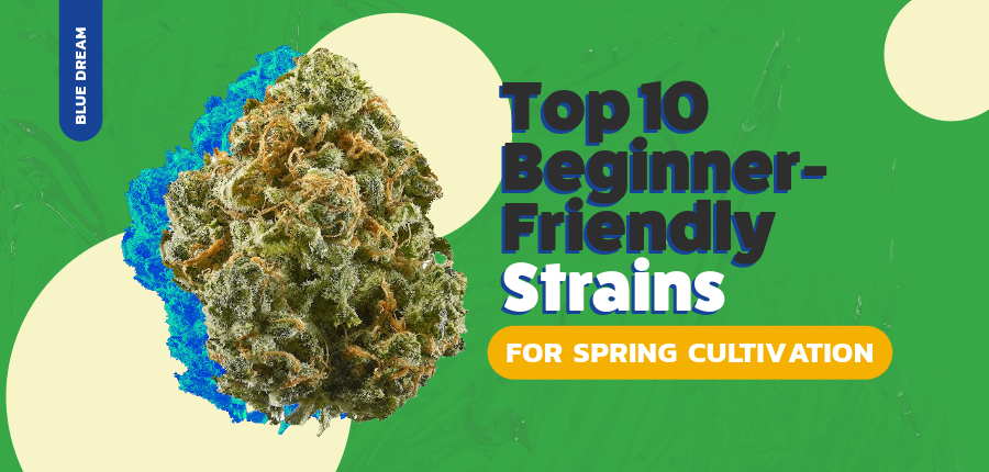 Top 10 Beginner Friendly Strains