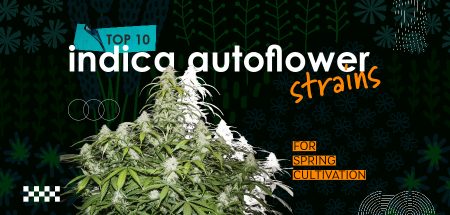 Top 10 Indica Autoflower Strains