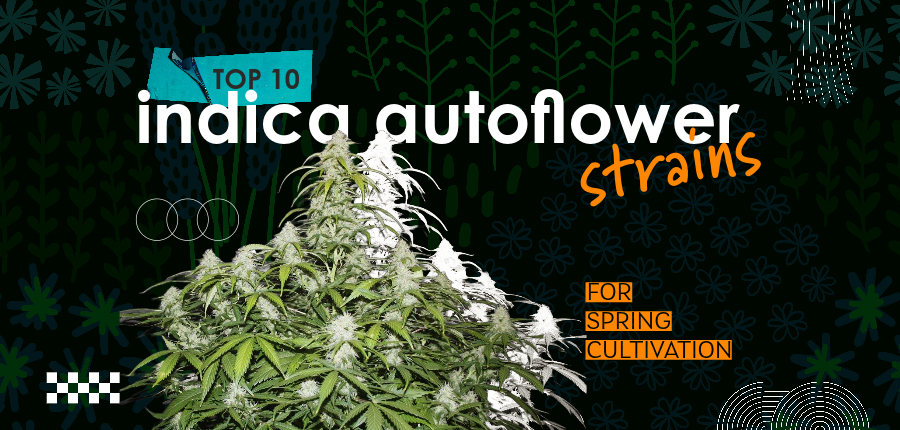 Top 10 Indica Autoflower Strains