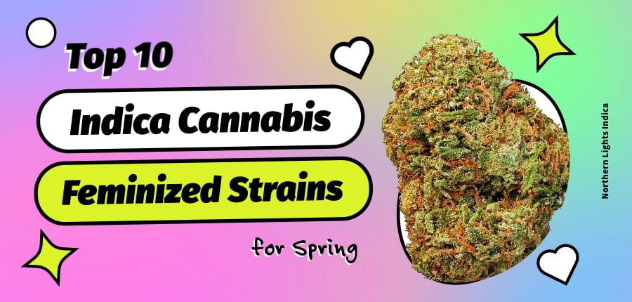 Top 10 Indica Cannabis Feminized Strains
