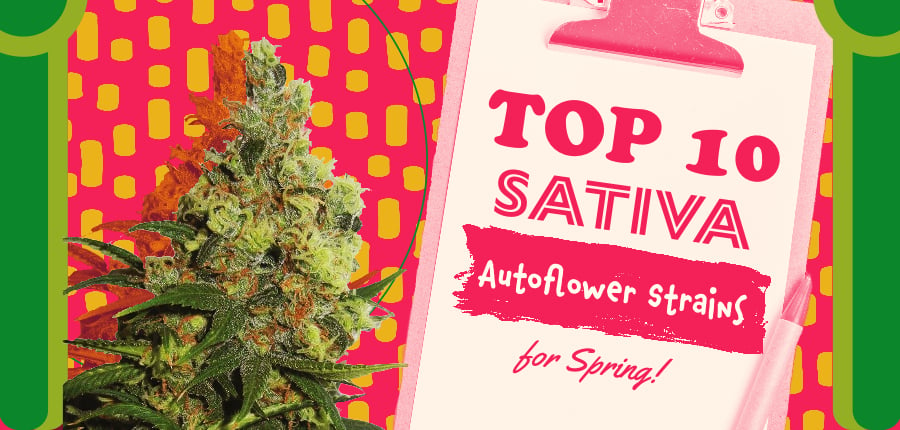 Top 10 Sativa Autoflower Strains