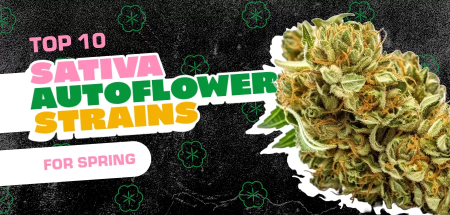 Top 10 Sativa Autoflower Strains