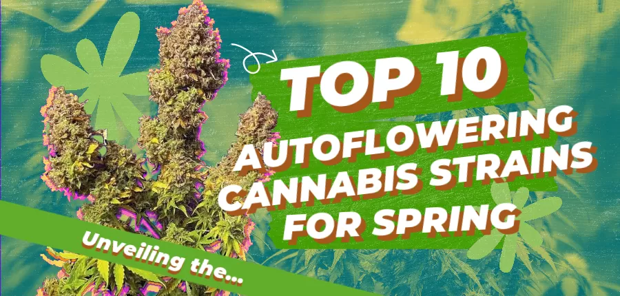 Top 10 Autoflowering Cannabis Strains