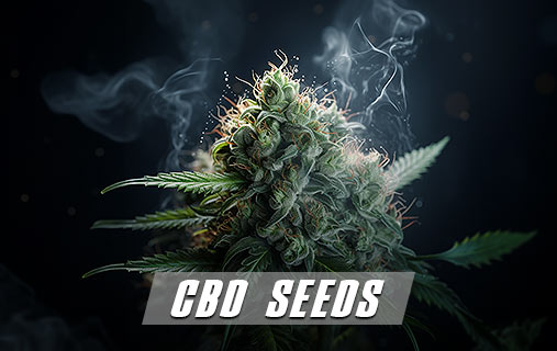 CBD Seeds