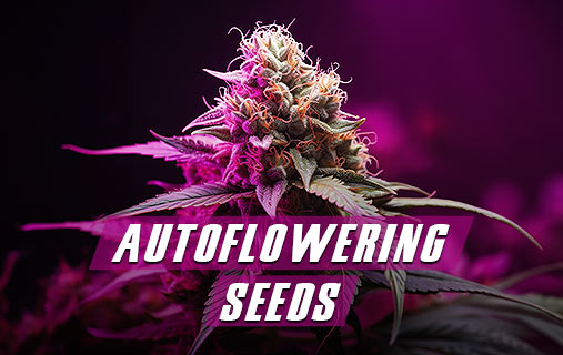 Autoflowering Seeds