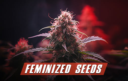 Feminized Seeds