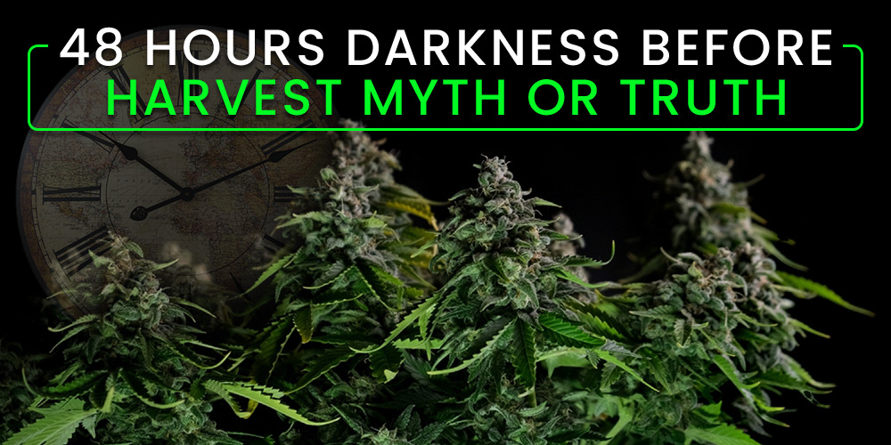 darkness before harvest myth