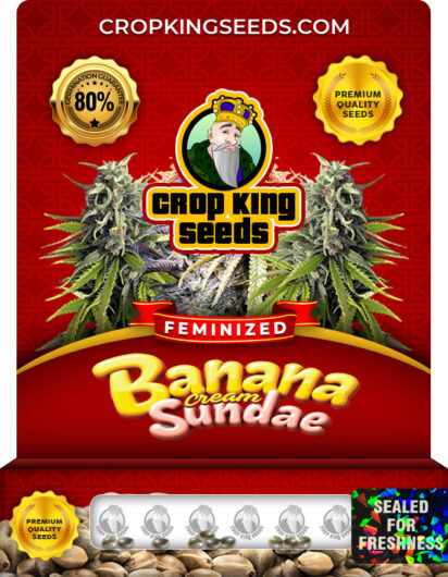 Banana Cream Sundae Strain