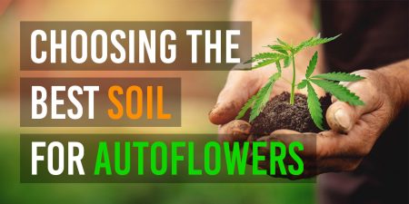 best soil for autoflowers