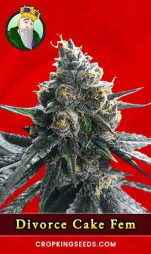 Divorce Cake Strain
