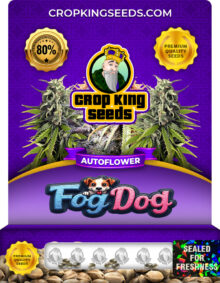 Fog Dog Strain