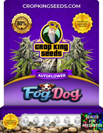 Fog Dog Strain