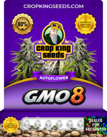 GMO 8 Strain