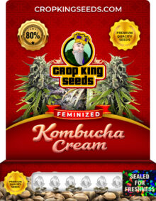 Kombucha Cream Strain