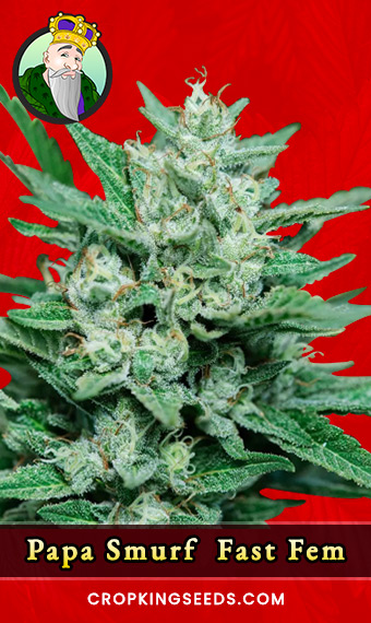 Buy Papa Smurf Strain Fast Version Feminized Marijuana Seeds | Crop ...