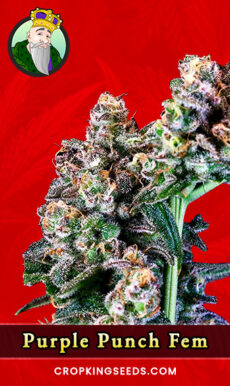 Purple Punch Strain
