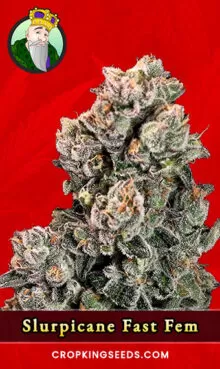 Slurpicane Strain
