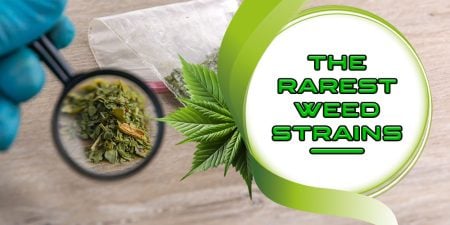 rarest weed strain