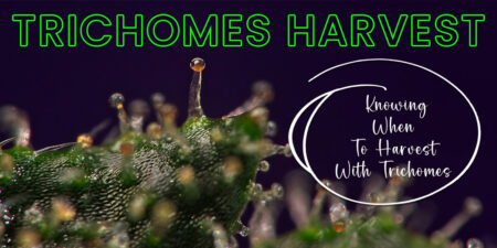 trichomes harvest