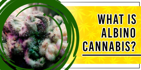 albino cannabis