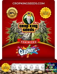 Gushers Feminized
