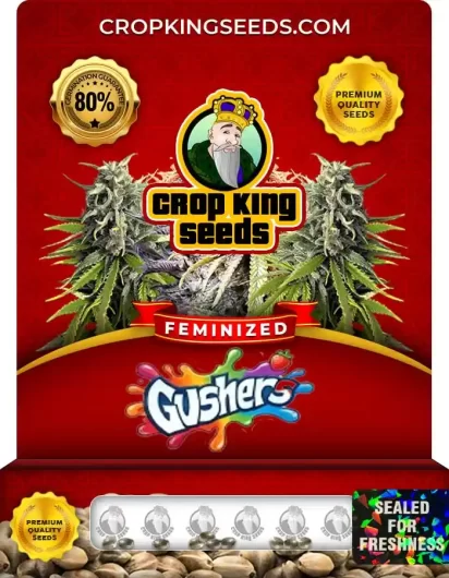 Gushers Feminized