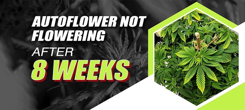 Autoflower Not Flowering After 8 Weeks
