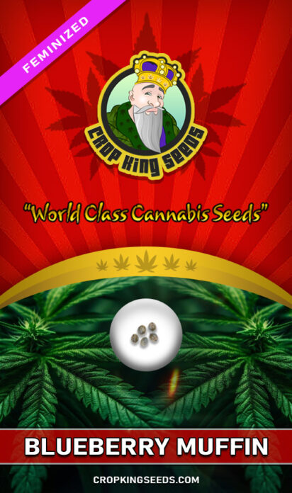 Blueberry Muffin Strain Feminized
