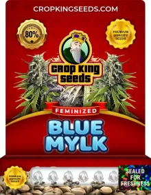 Blue Mylk Feminized