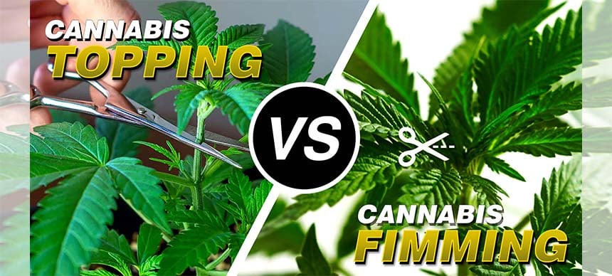 Cannabis Topping VS Fimming