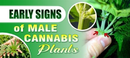 Early Signs of Male Cannabis Plants