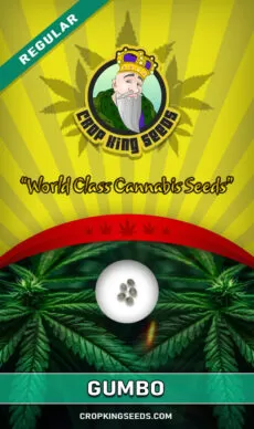 Gumbo Strain Regular