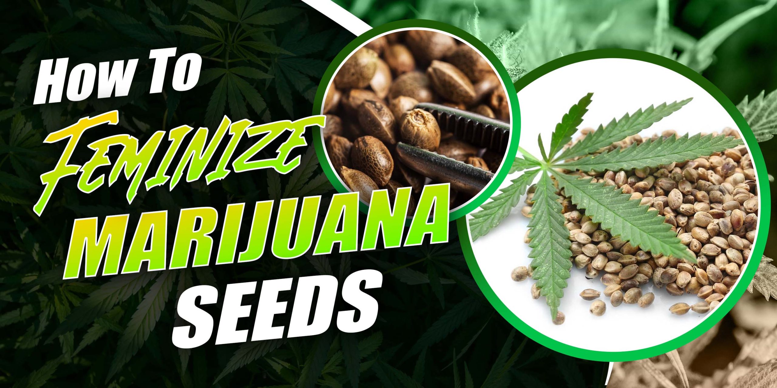 How To Feminize Marijuana Seeds