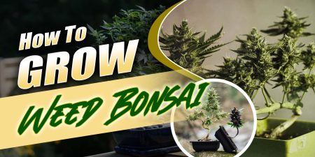 Bonsai Weed