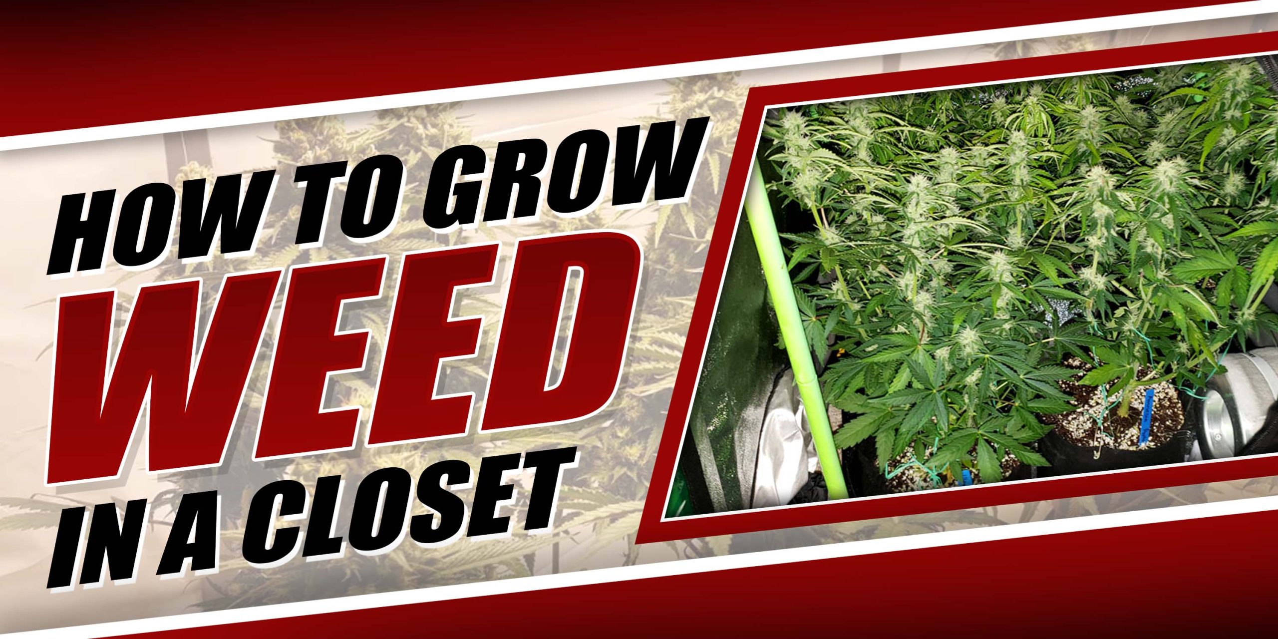 How To Grow Weed In A Closet