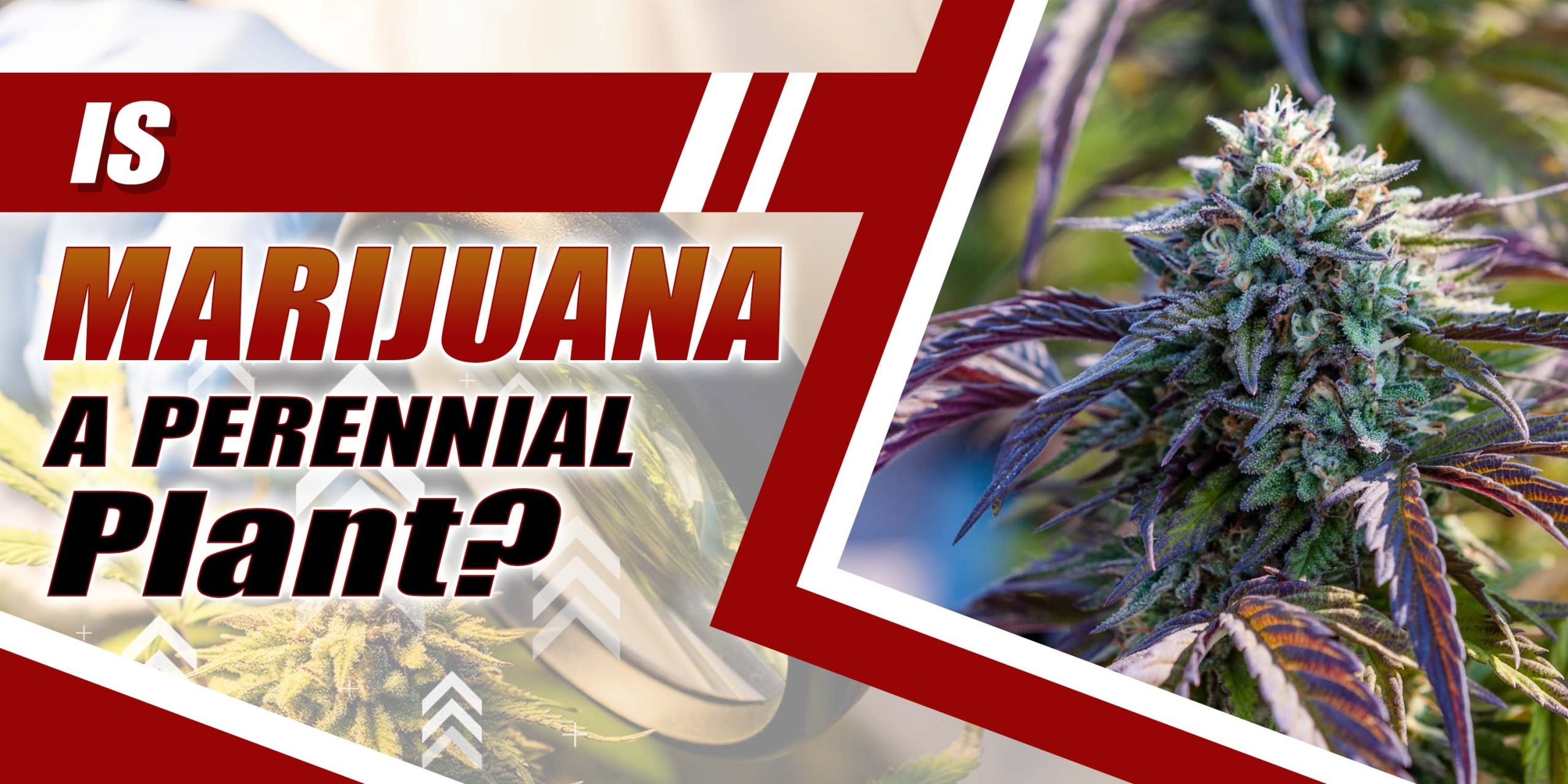 Is Marijuana A Perennial Plant