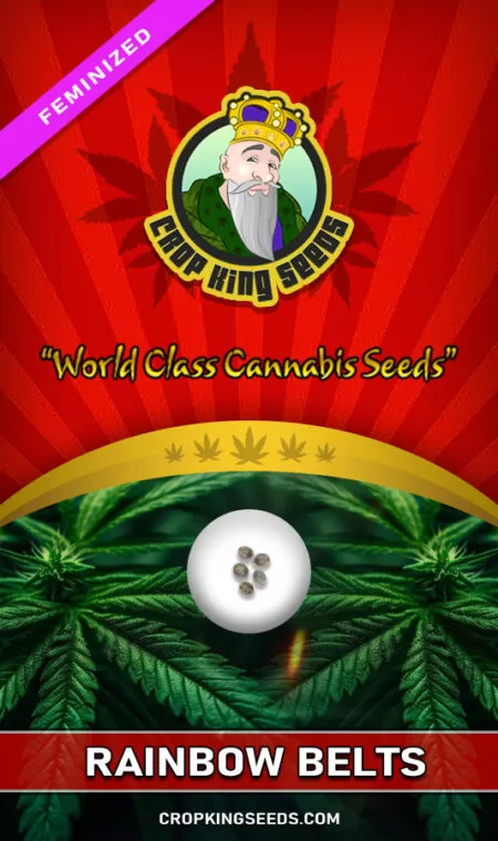 Rainbow Belts Strain Feminized