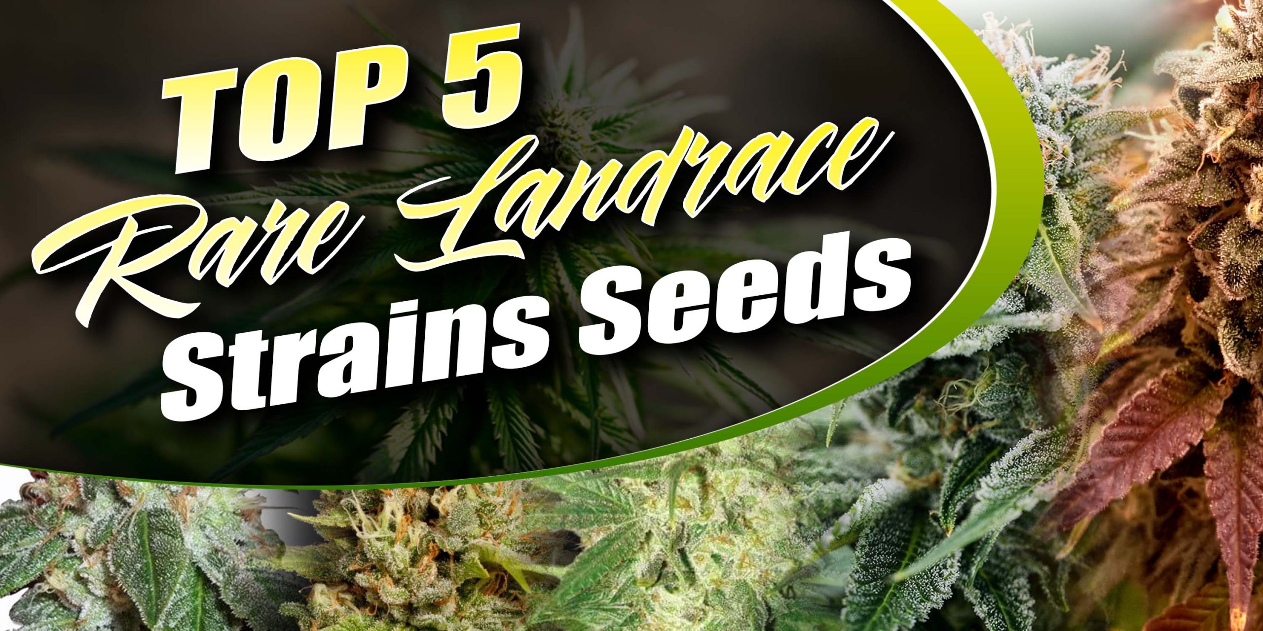 Rare Landrace Strains Seeds