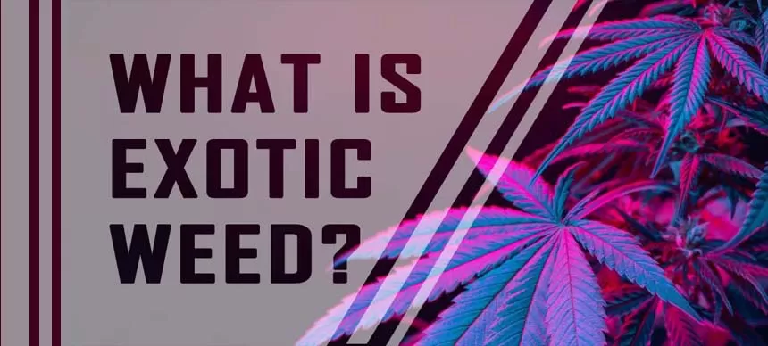 What is Exotic Weed