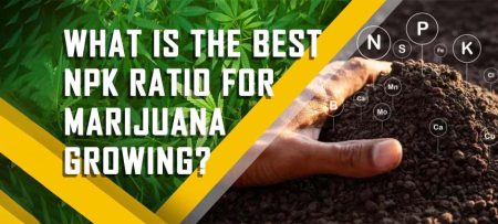 Cannabis Fertilizer Ratio