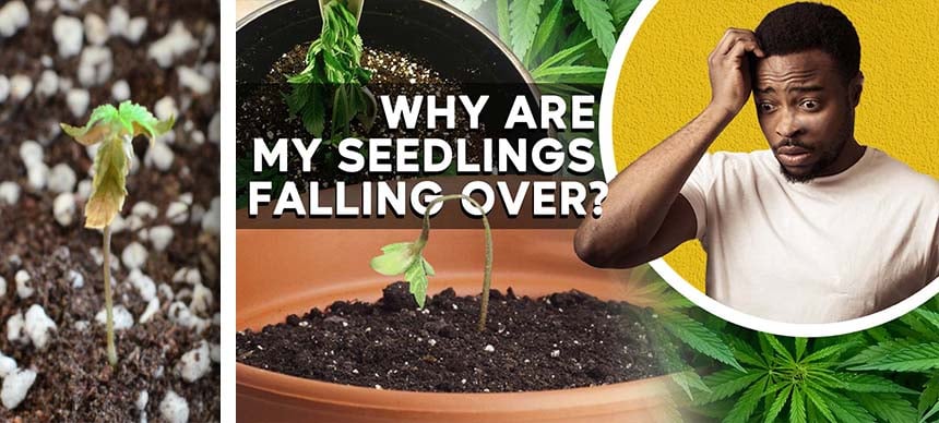 Why Are My Seedlings Falling Over