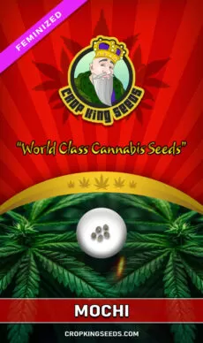 Mochi Strain Feminized